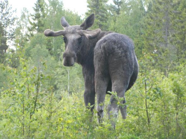 Hostel And Vandrarhem Lupin Naturcamping Lagom Gräsmark Kültér fotó